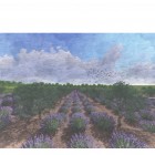 Öz Evi, Kangırlı (4/4)